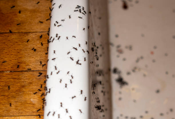 Best Best Pest Control Companies  in Pablo, MT